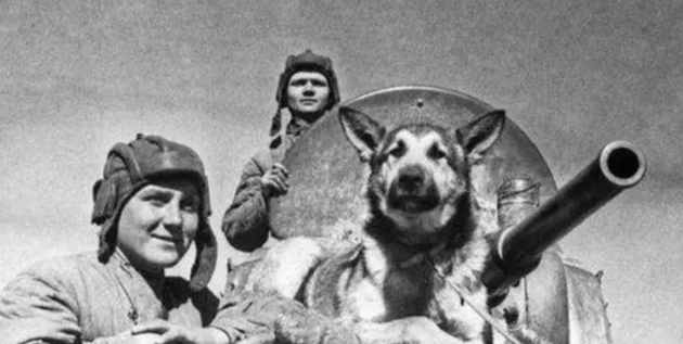 1950年二战军犬偶遇杀害主人的凶手,上前咬死凶手后,结局如何