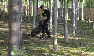 帅炸了!德州警犬出圈,全省第一!