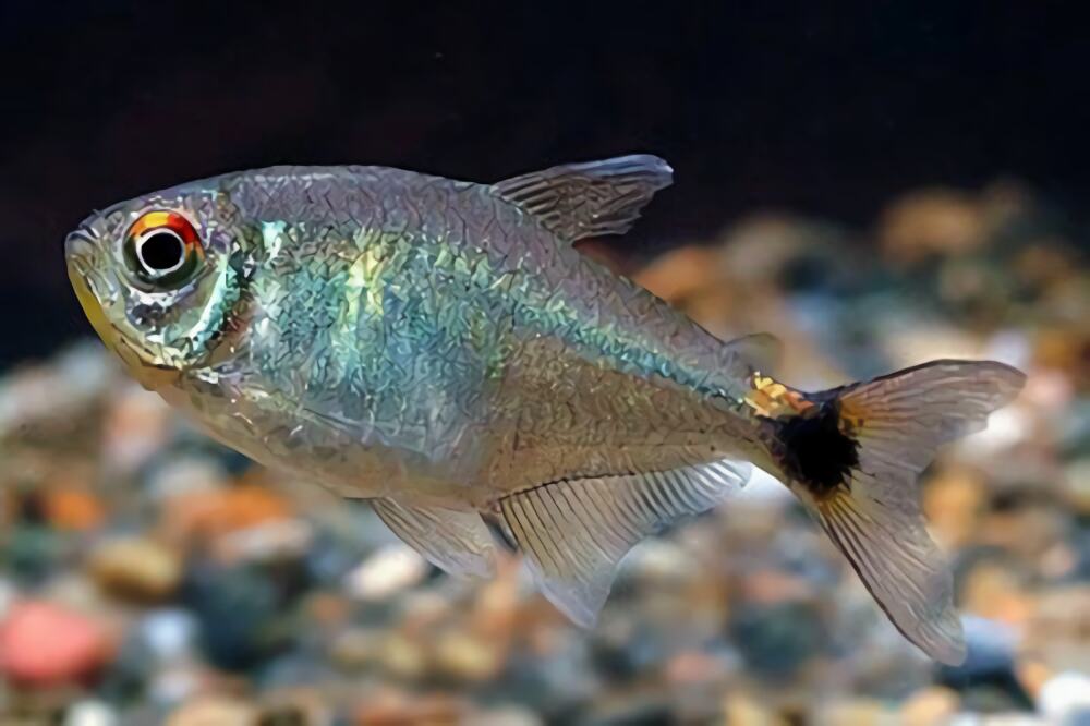 血翅鱼身份信息