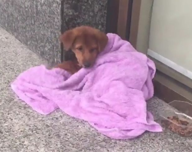 流浪狗被别人切断腿丢在马路边，善心女孩收养后悉心照顾，狗狗换新颜