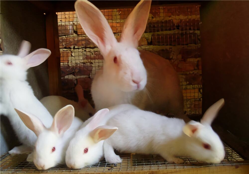 佛州大白兔身份信息