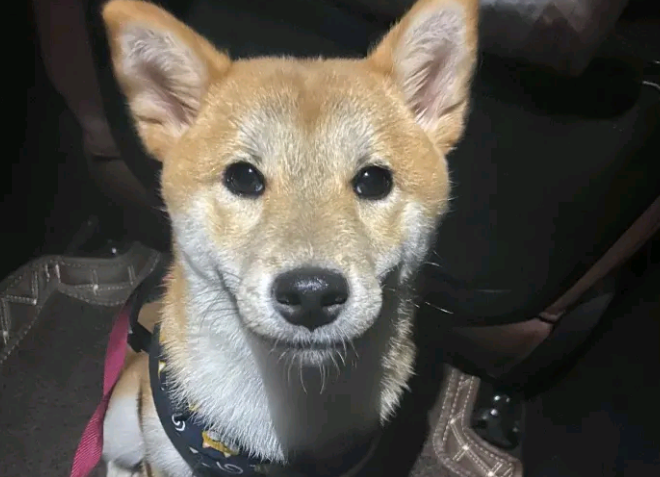 柴犬想出去玩,結果被主人家说得心神不安,哪都不去了