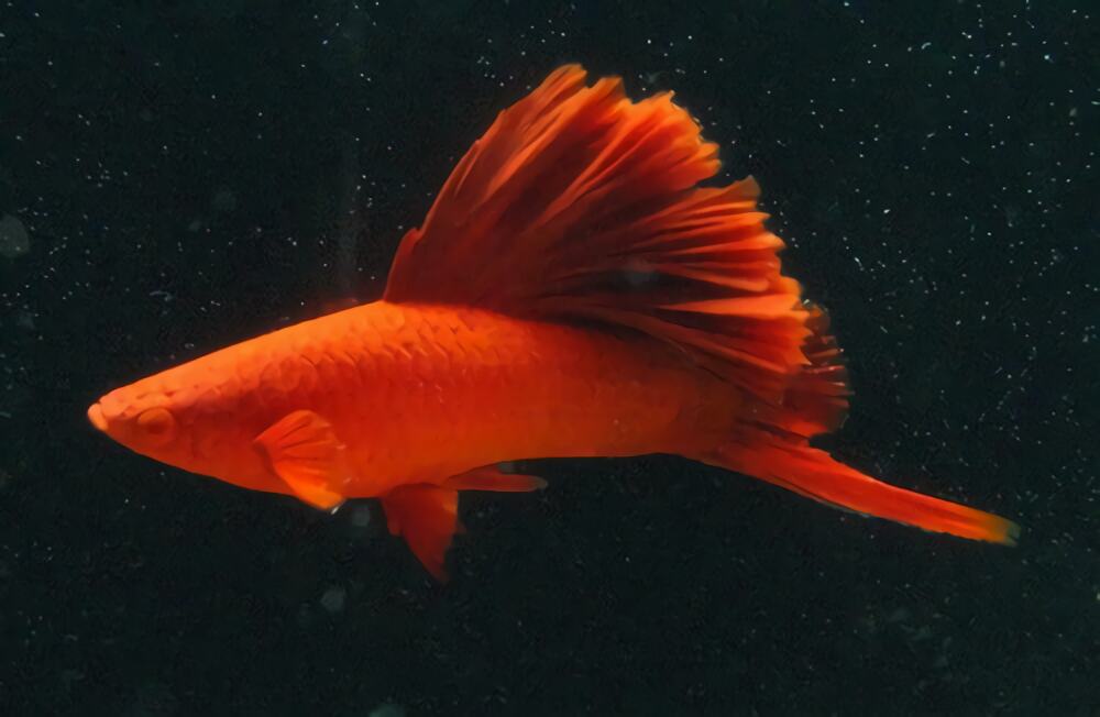 红剑鱼身份信息