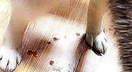 狗狗身体不断滴血，主人以为生病，带去医院检查，还有这种事