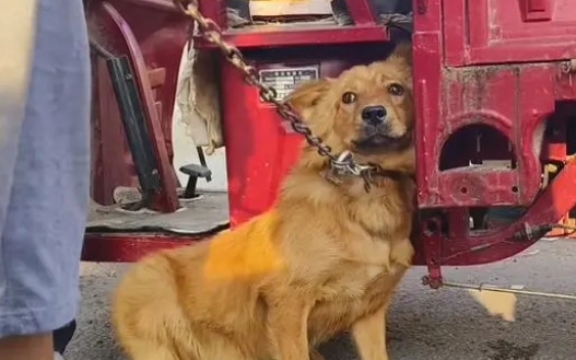 面对350块，狗主亲自把躲进车底的小狗拽出，狗贩：听人劝吃饱饭