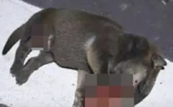 二只幼犬被丢在马路边,蛆虫爬全身,其中竟......