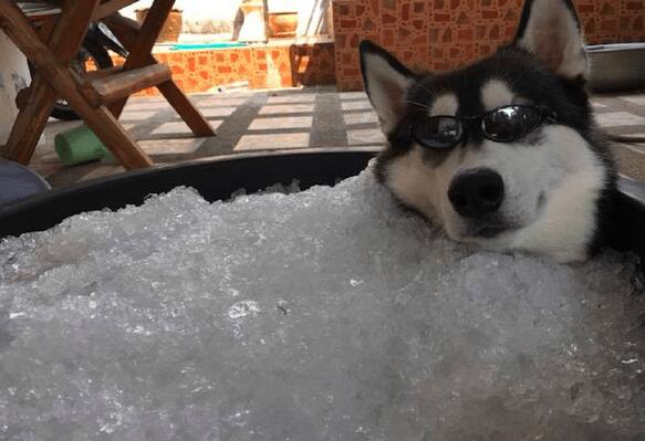 为给雪橇犬降温,主人给它准备了一大缸冰块,狗:仿佛回到了老家