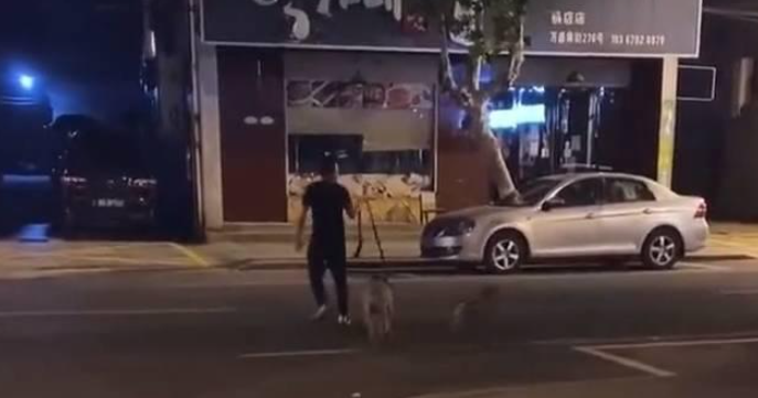 残忍!浙江一男子训练比特犬咬死待产母猫,被路人喝止后加速离开