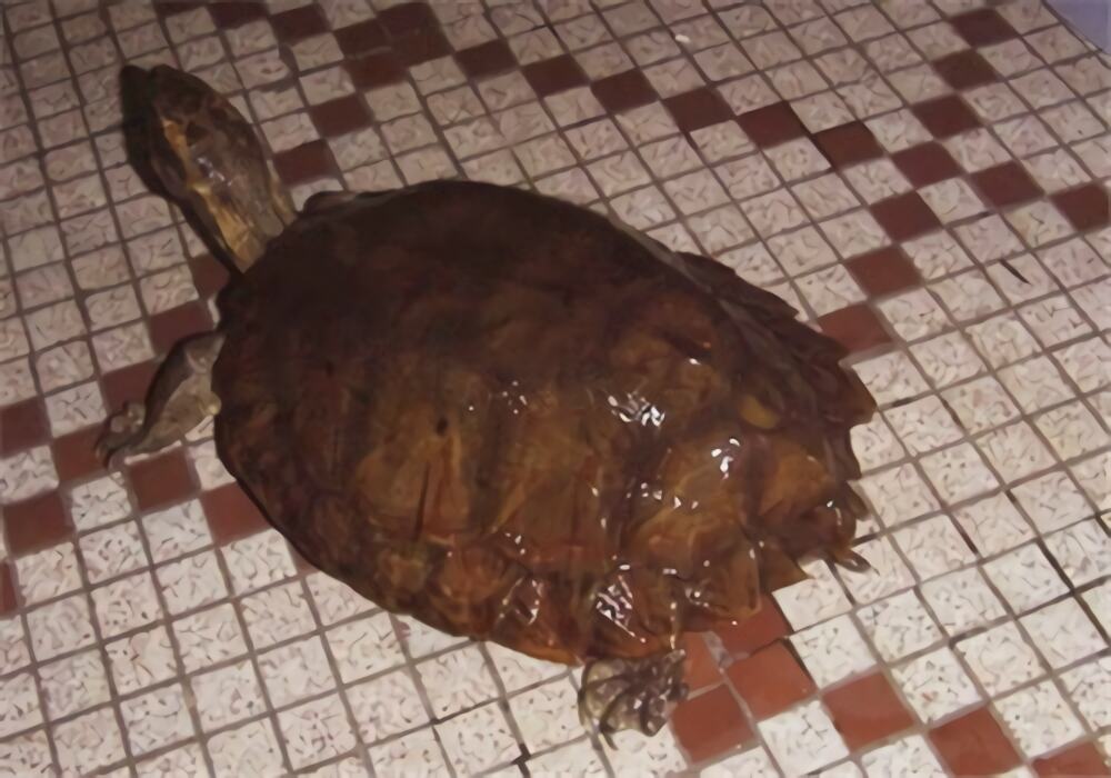 马来果龟身份信息