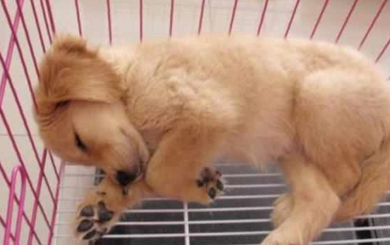 情侣买了只金毛犬,却因取名字问题起争执,最终名字有点意思