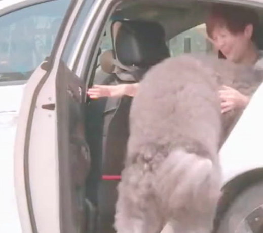 主人驾车回到家,贵宾犬立刻狂奔向前,趴到车窗玻璃上