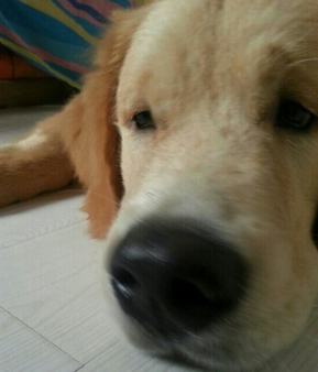 超聪明!萌犬家务健身走台步样样精通