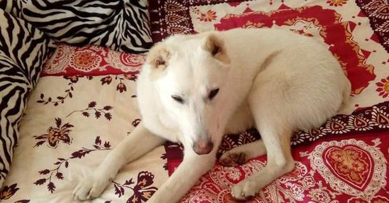 丈夫夺走宠物犬又丢弃,原主人家超越2000千米,还要带它回家了