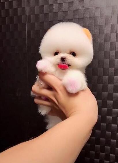 以为只是一团泡沫,当狗狗缓缓转过身时,萌到少女心爆棚