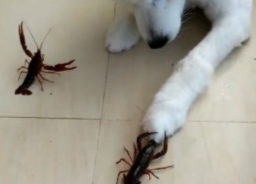 小狗与二只小龙虾对战,毫不畏惧不断发招式,战斗力值爆满帅炸掉