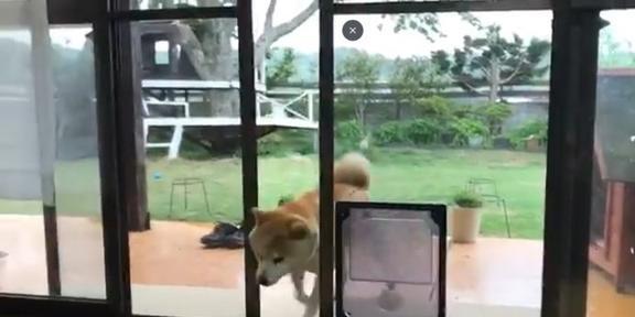 主人给柴犬准备宠物门,结果它愣了一下后,偏偏和主人作对