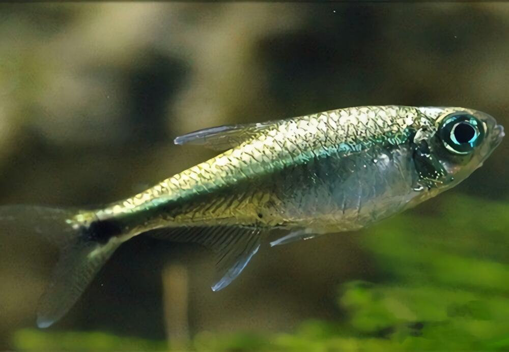 黄金灯鱼身份信息