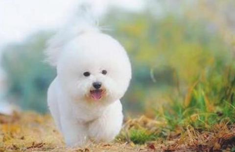 狗狗原先是先天性的高度近视,怪不得从远方叫他们,狗狗都是发愣一下