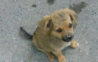 中华田园犬长大后大变样,大家看后直呼:真的是赚到了