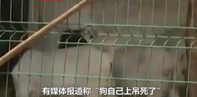 安徽一老太被邻家狗咬死,肇事狗竟“上吊自杀”?村主任回应亮了