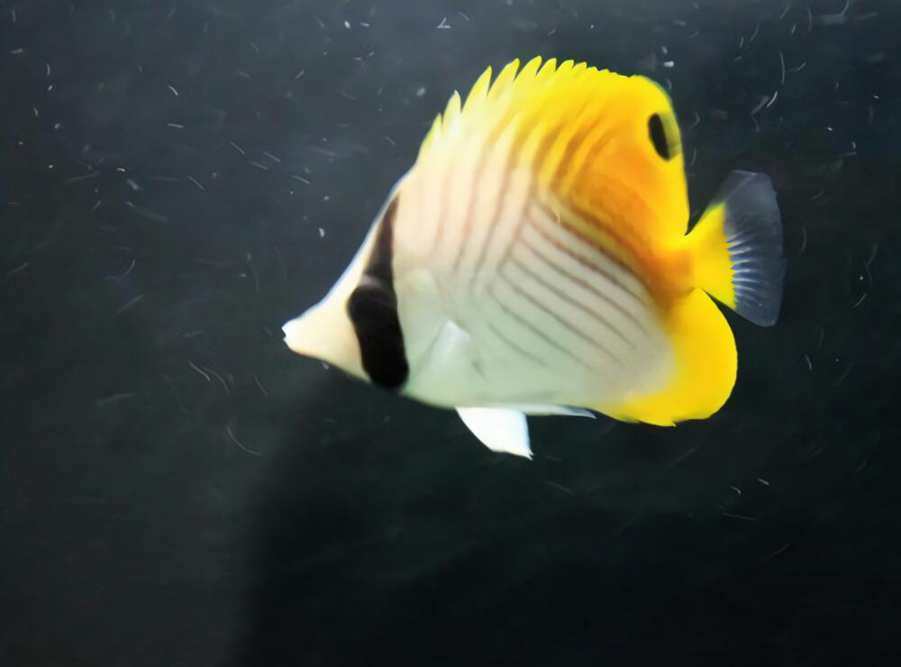 人字蝶身份信息