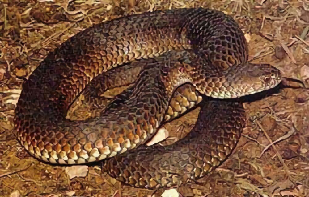 澳洲老虎蛇身份信息