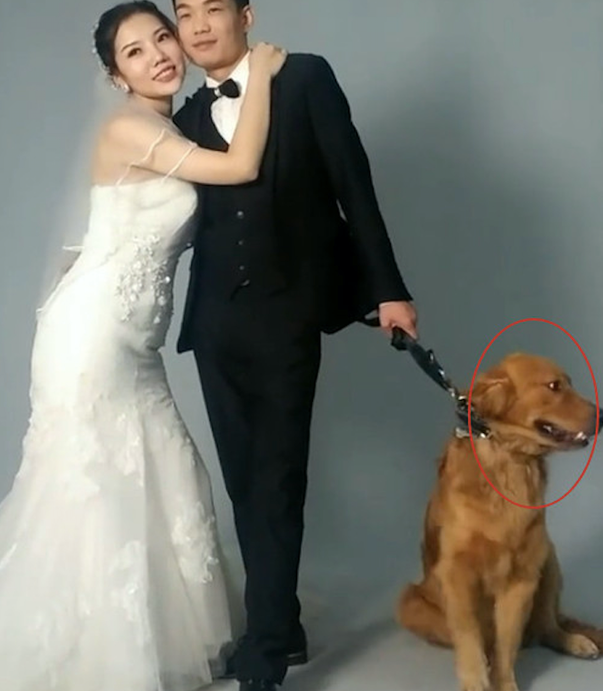 主人带金毛一起拍婚纱照,它却不愿配合:考虑过我单身狗的感受吗