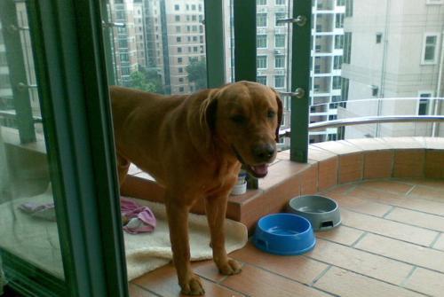 全球牺牲率高的军犬非德牧, 而是中国大部分家庭养殖此宠物犬