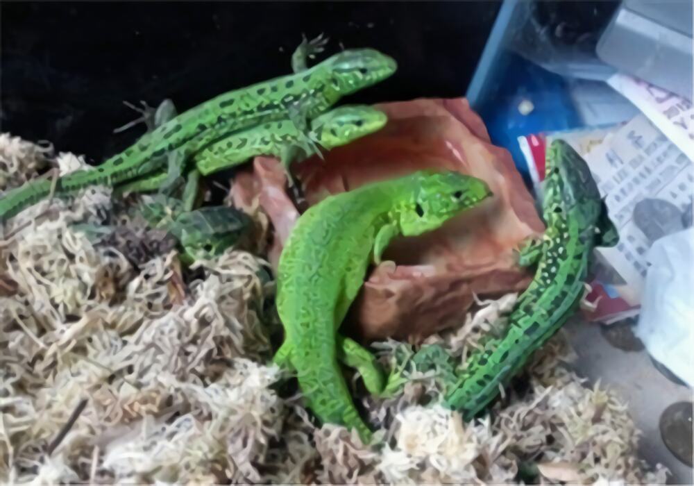 翡翠蜥身份信息