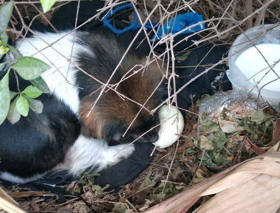 流浪犬母子躲在草丛里,蜷曲着身体冻裂了,漂亮小姐姐见到后暖人收留