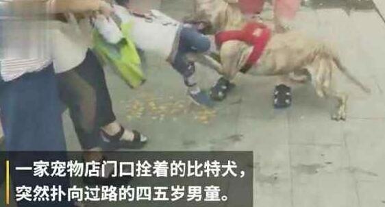 宠物店将恶犬栓门口,4岁男童被咬住不放,网友:老板真该死