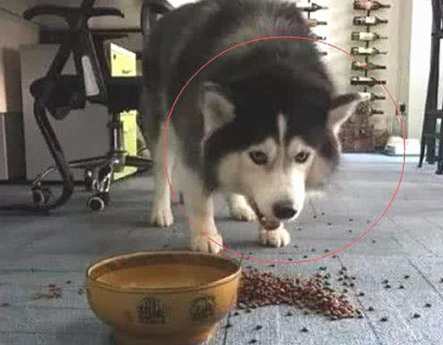 主人踢倒二哈的犬粮,狗狗龇牙大吼,下一秒的行为令人笑喷了