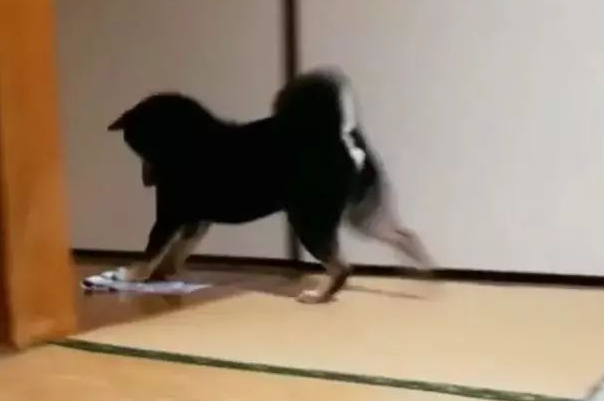 聪慧乖巧的柴犬,为了更好地让主人歇息,承揽了擦地板的家务