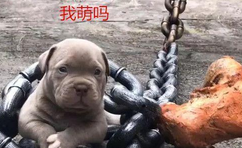 狗子身上拴着铁链和石头,本以为是虐待,了解情况后不知该不该气