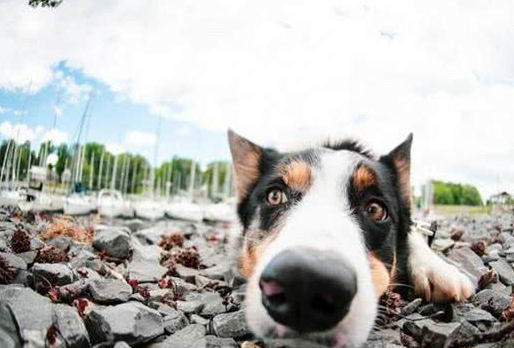 狗狗明明知错了但就是不改!想让它听话,诀窍在于给选择