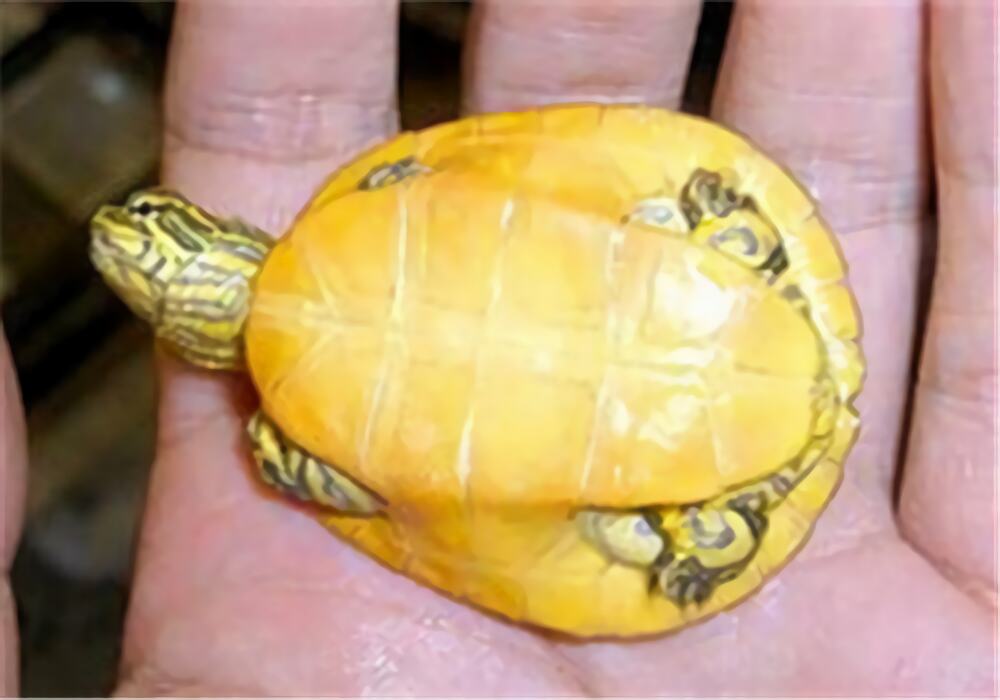 东部网目鸡龟身份信息