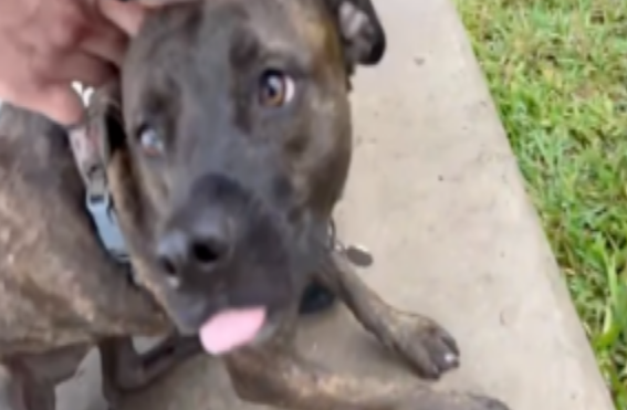 消防员壮汉神救援！一鼓作气拯救落水狗狗