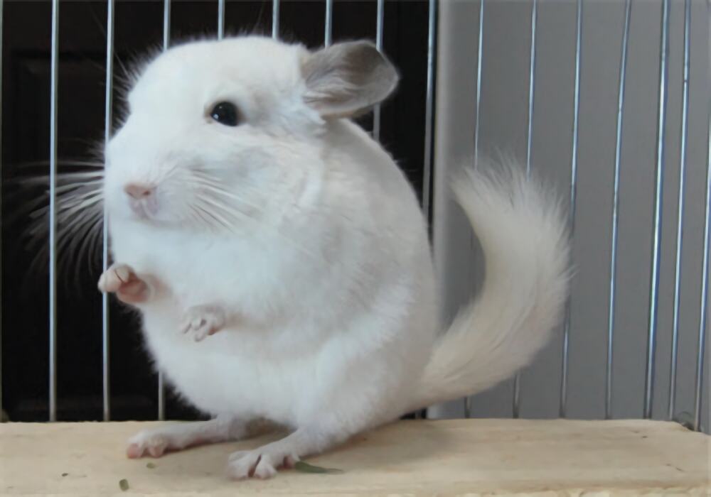 纯白龙猫身份信息