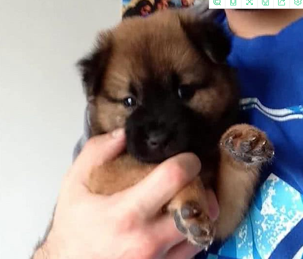 外国男子请中国兽医帮忙剪犬毛发,成果让他觉得太刺激了!