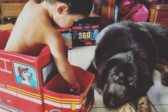 遭受弃养獒犬 收编后要有弟弟陪伴才敢吃饭