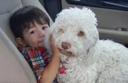 狗狗最近总疼的打滚,主人不明原因,直到安上监控