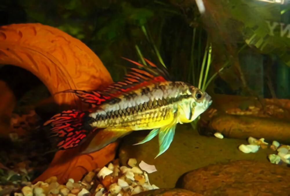 凤尾短鲷身份信息