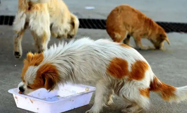 泰国:流浪狗变身“守卫者”