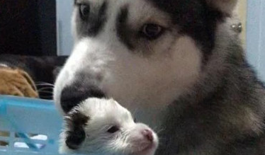 哈士奇临幸比格犬狗崽尽管看上去不二可睡觉姿势却仿佛曝露了哪些