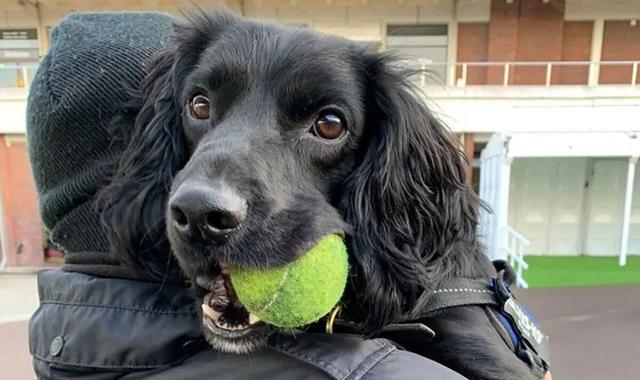 1年前它被前主人虐待,1年后新主人培养它成为警犬