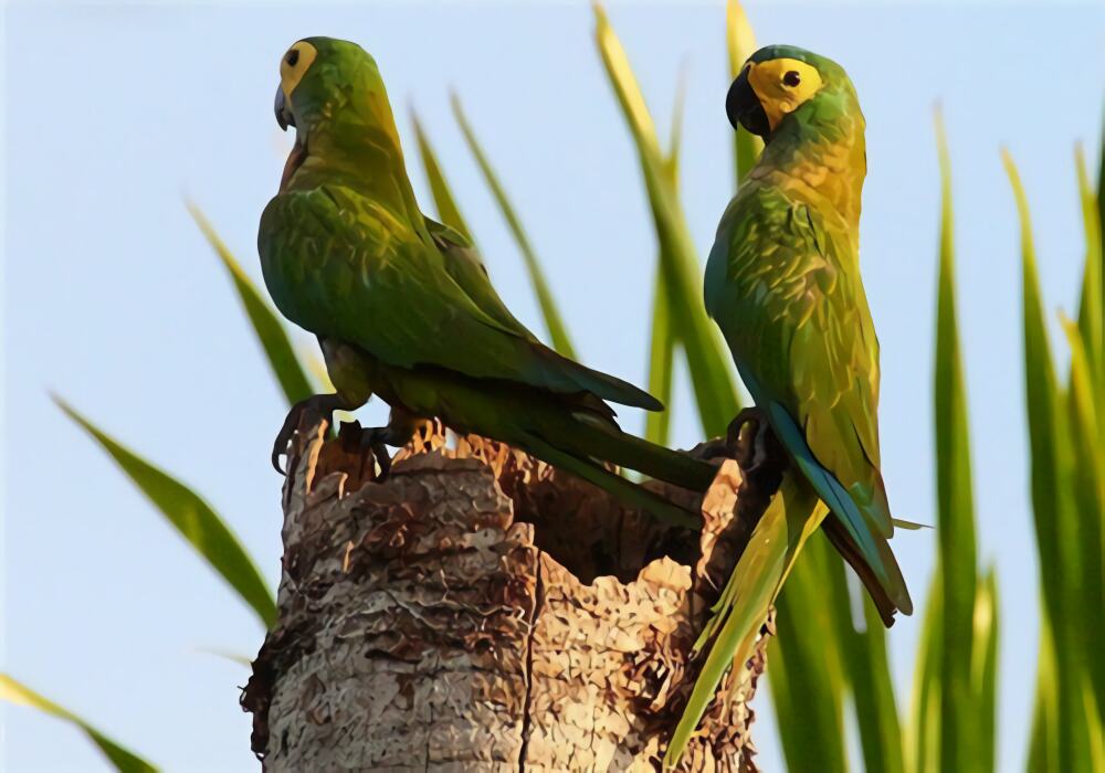 红腹金刚鹦鹉身份信息