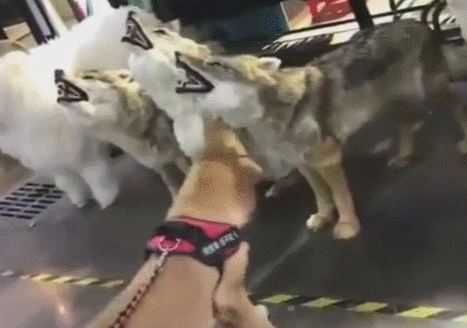 狗狗淡定从容适应假狼,却被假老虎狮子吓坏,狗脸都被丢光了!