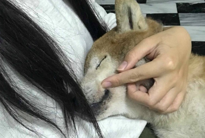 17岁失智老柴犬跑不动,醒来看不到主人家忧伤落泪,网民:心碎了