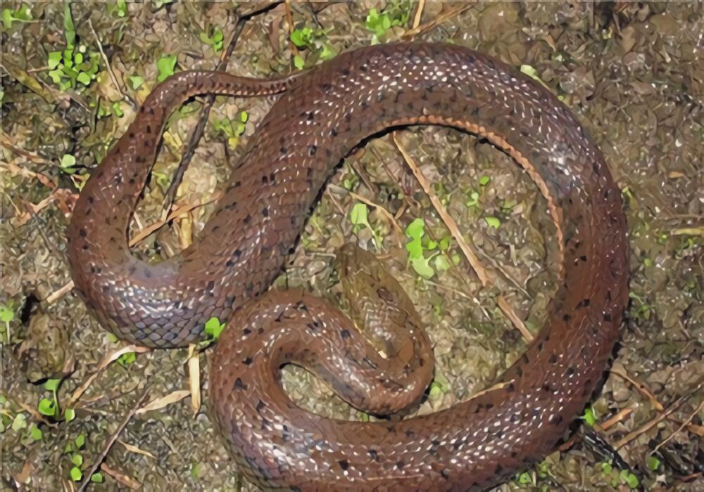 中国水蛇身份信息