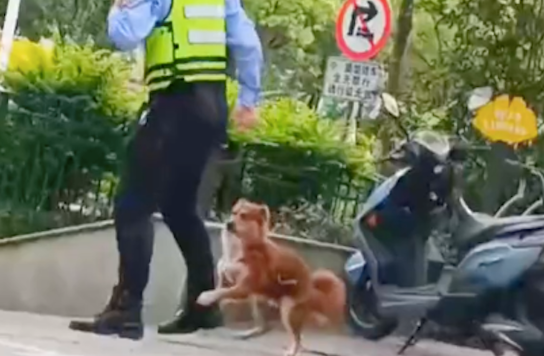 交警吹口哨拦电动车,流浪狗却抱着他的大腿不让走
